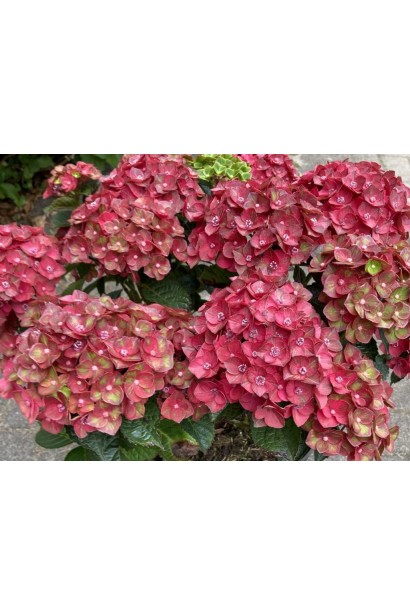 Hydrangea macrophylla Rebelion® Choco Love